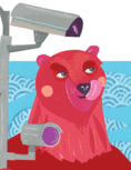 Bear Cam 